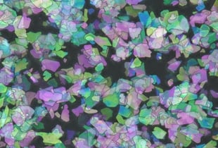 Observación y medición de pigmentos utilizando microscopios digitales