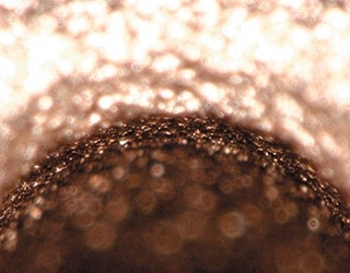 Microscopio convencional